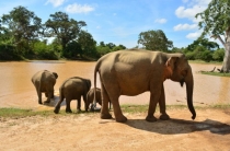 Momentos: Elefantes em Tissamaharama